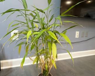 Lucky Bamboo Dracaena sanderiana in Textured Ceramic Pot