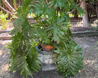 Large - live plant -