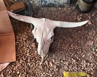 Bull skulls