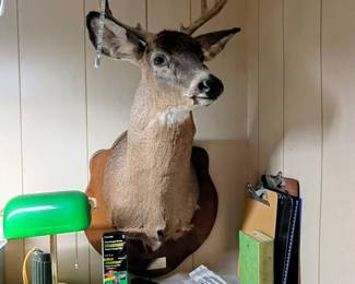 deer