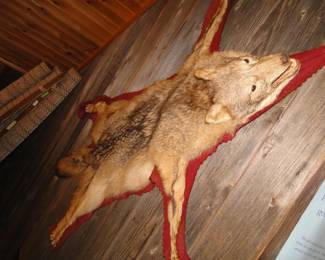 Taxidermy at it's finest