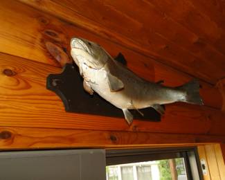 Not a model boat, but a fish mount