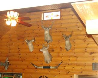Mounts and horns again