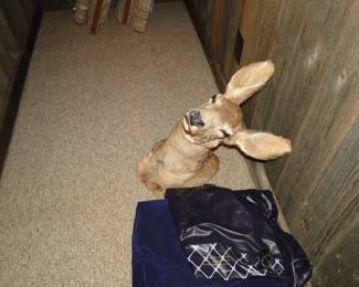 Deer Mount