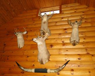 Deer mounts and horns