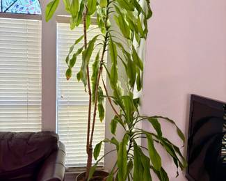 Very tall plant
