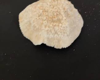 Natural White Mushroom Coral Specimen
