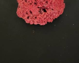 Red Pipe Organ Coral