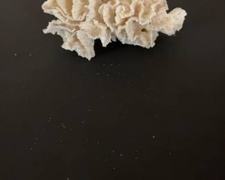 White Lettuce Sea Coral Specimen