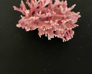 Pink California Allopora Coral