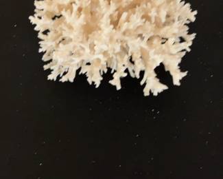 White Lace Coral Cluster