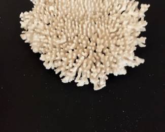 Large White Table Coral