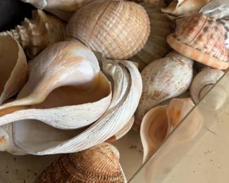 Assorted Collection of Large Decorative Sea Shells