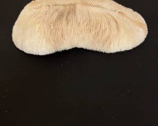 Natural Mushroom Coral Specimen