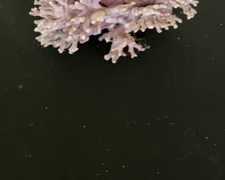 Pink California Hydrocoral