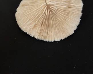 Natural Mushroom Coral Specimen