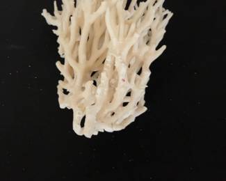 Natural Birds Nest Coral Specimen