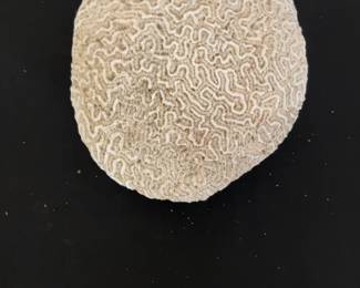 Natural Brain Coral Specimen