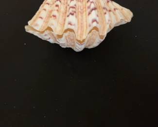 Decorative Giant Clam Shell