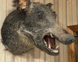 Wild Boar Taxidermy