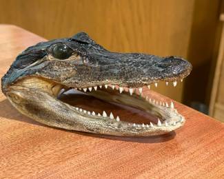 Taxidermy