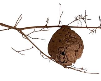 Wasp Nest Hornets Paper Wasp Bee Hive Nest On Branch