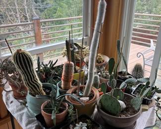 Miscellaneous plants