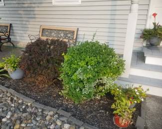 Shrubs