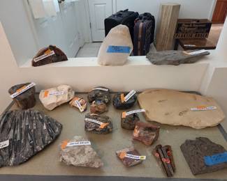 Fossils and petrified wood
