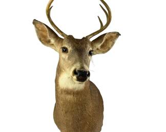 Whitetail Deer Buck Head Mount 
