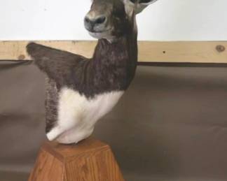 antelope