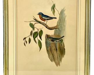 J. Gould & H.C. Richter Petroica Phoenicea Litho