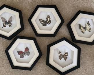 Butterfly Taxidermy hexagonal decor