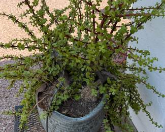 Potted Plant