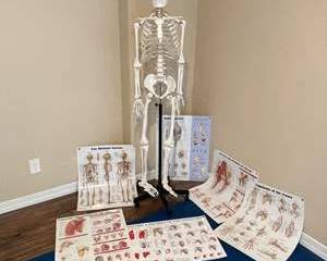 Life-Sized Human Skeleton Anatomy Model with Anatomical Charts