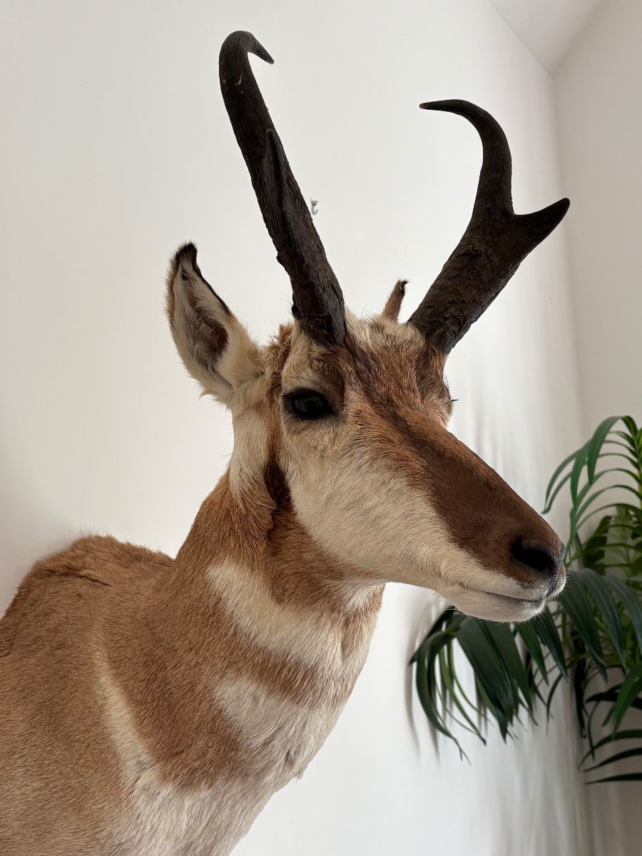 Pronged Antelope