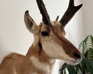 Pronged Antelope