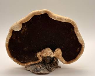 Artists’ Conk- Ganoderma Applanatum