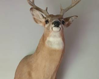 Mickey the Buck