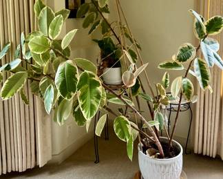2 Large Ficus Tineke plants, along with other plants, not shown yet