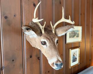 Mounted Deer
