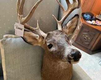 Taxidermy Deer Wall Mount 