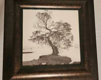 Coast Oak Tree by Alan Blaustein