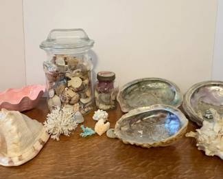Sea Shells