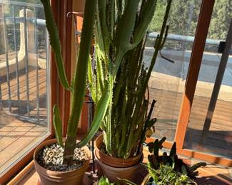 Large Cactis