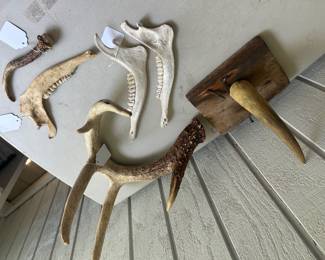 Deer Antlers and Jaw bones