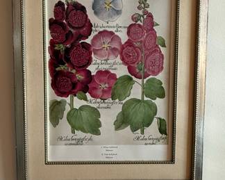 Basilius Besler Hortus Eystettensis Hollyhock Botanical Print Reproduction