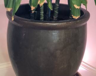 Dracaena Reflexa in Glazed Ceramic Planter with Carved Wooden Stand