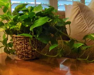 Golden Pothos in Woven Basket