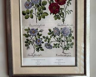 Vintage Botanical Rose Print (Hortus Eystettensis Reproduction, Plate 96)